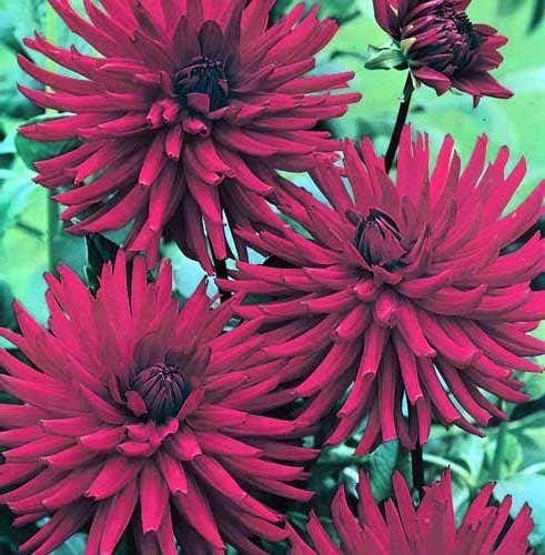 Dahlia Mrs Rees - 1 Bulb 1 Dahlia Mrs Rees - 1 Bulb