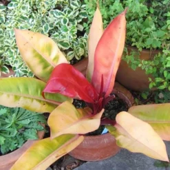 Philodendron Prince Of Orange 13 Philodendron Prince Of Orange -Foliage Flair Shop acalypha godseffiana coprosma marble queen philo prince of orange fuchsia magellanica aurea flickr cultiva413