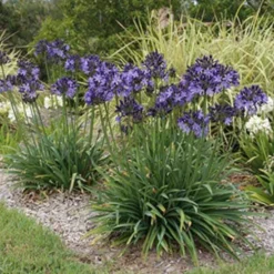 Agapanthus Buccaneer -Foliage Flair Shop agapanthus buccaneer 1