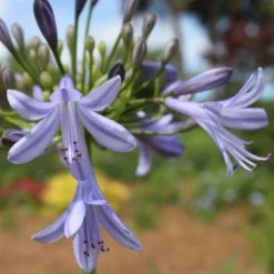 Agapanthus Streamline -Foliage Flair Shop agapanthus streamline type
