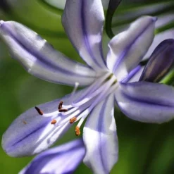 Agapanthus Streamline -Foliage Flair Shop agapanthus streamline type close