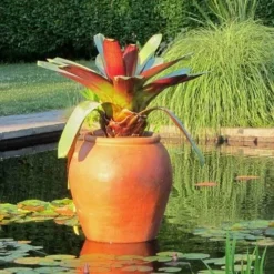 Alcantarea Imperialis Rubra - Bromeliad 16 Alcantarea Imperialis Rubra - Bromeliad -Foliage Flair Shop alcantarea imperialis rubra flickr cultivar413