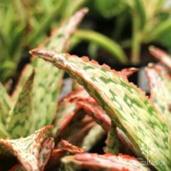 Aloe Pink Blush - Succulent -Foliage Flair Shop aloe pink blush leaf closeup