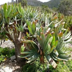 Aloe Plicatilis - Fan Aloe - Succulent -Foliage Flair Shop aloe plicatilis flickr bernard dupont