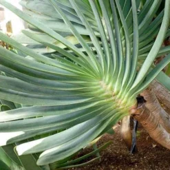 Aloe Plicatilis - Fan Aloe - Succulent -Foliage Flair Shop aloe plicatilis flickr jesus cabrera 1