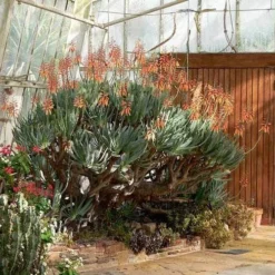 Aloe Plicatilis - Fan Aloe - Succulent -Foliage Flair Shop aloe plicatilis flickr laurent houmeau