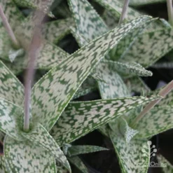 Aloe Quicksilver - Succulent -Foliage Flair Shop aloe quicksilver leaf colour