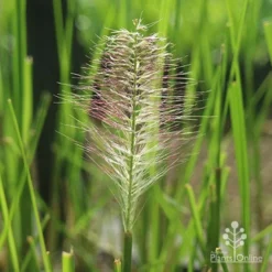 Pennisetum Alopecuroides - Swamp Fountain Grass -Foliage Flair Shop alopec new seedhead