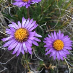 Aster Alpine Mix - Seed -Foliage Flair Shop alpine aster mauve2
