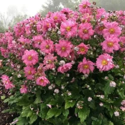 Anemone Fall In Love Sweetly- Japanese Anemone 8 Anemone Fall In Love Sweetly- Japanese Anemone -Foliage Flair Shop anemone fall in sweetly plant