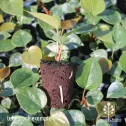 Anthurium White Winner -Foliage Flair Shop anthurium plug 7