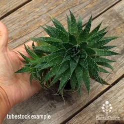 Aloe Aristata - Lace Aloe - Succulent -Foliage Flair Shop apo aloe aristata supersize