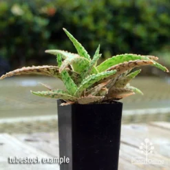 Aloe Pink Blush - Succulent -Foliage Flair Shop apo aloe pink blush 1