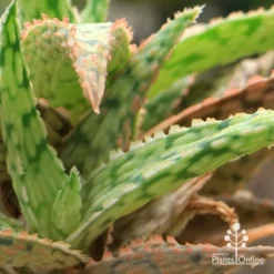 Aloe Pink Blush - Succulent -Foliage Flair Shop apo aloe pink blush colours