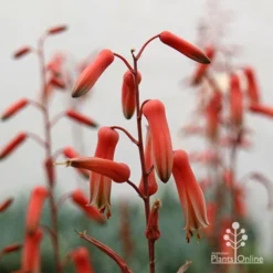 Aloe Pink Blush - Succulent -Foliage Flair Shop apo aloe pink blush flowers