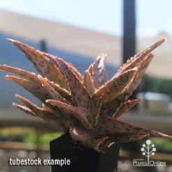Aloe Pink Blush - Succulent -Foliage Flair Shop apo aloe pink blush in winter