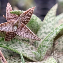 Aloe Quicksilver - Succulent -Foliage Flair Shop apo aloe quicksilver colours