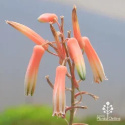 Foliage Flair Shop -Foliage Flair Shop apo aloe quicksilver flowers2