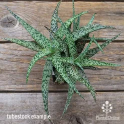 Aloe Quicksilver - Succulent -Foliage Flair Shop apo aloe quicksilver green top