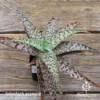 Aloe Quicksilver - Succulent