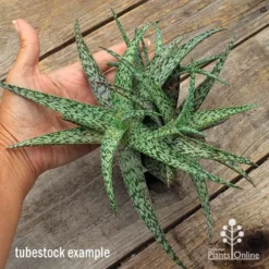 Aloe Quicksilver - Succulent -Foliage Flair Shop apo aloe quicksilver supersize