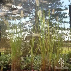 Pennisetum Alopecuroides - Swamp Fountain Grass -Foliage Flair Shop apo alopecuroides in nuery