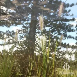 Pennisetum Alopecuroides - Swamp Fountain Grass -Foliage Flair Shop apo alopecuroides in nursery2