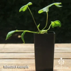 Anemone Fall In Love Sweetly- Japanese Anemone 7 Anemone Fall In Love Sweetly- Japanese Anemone -Foliage Flair Shop apo anemone fall in love tubestock