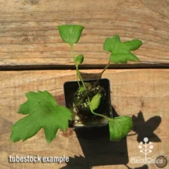 Anemone Fall In Love Sweetly- Japanese Anemone 9 Anemone Fall In Love Sweetly- Japanese Anemone -Foliage Flair Shop apo anemone fall in love tubestock top