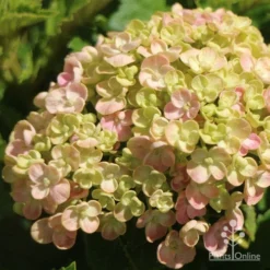 Hydrangea Ayesha -Foliage Flair Shop apo ayesha hydrangea buds