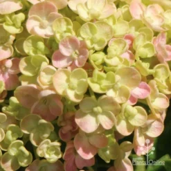 Hydrangea Ayesha -Foliage Flair Shop apo ayesha hydrangea buds close
