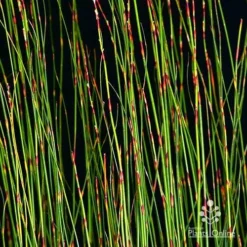 Baloskion - Tassel Cord Rush -Foliage Flair Shop apo baloskion banding