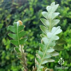 Banksia Blechnifolia -Foliage Flair Shop apo banksia blechnifolia tubestock close