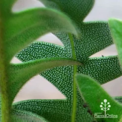 Banksia Blechnifolia -Foliage Flair Shop apo banksia blechnifolia under leaf