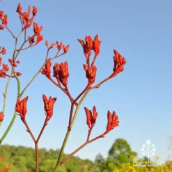 Anigozanthos Big Red - Kangaroo Paw 13 Anigozanthos Big Red - Kangaroo Paw -Foliage Flair Shop apo big red at farm