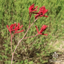 Foliage Flair Shop -Foliage Flair Shop apo big red flowering stem