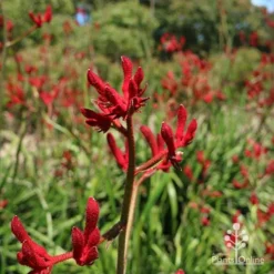 Anigozanthos Big Red - Kangaroo Paw 12 Anigozanthos Big Red - Kangaroo Paw -Foliage Flair Shop apo big red kangaroo paw flower