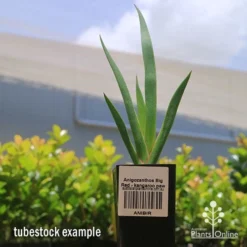 Anigozanthos Big Red - Kangaroo Paw 14 Anigozanthos Big Red - Kangaroo Paw -Foliage Flair Shop apo big red kangaroo paw tubestock