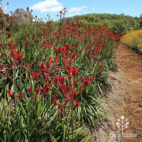 Anigozanthos Big Red - Kangaroo Paw 1 Anigozanthos Big Red - Kangaroo Paw