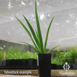 Anigozanthos Big Red - Kangaroo Paw 11 Anigozanthos Big Red - Kangaroo Paw -Foliage Flair Shop apo big red tubestock