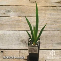 Anigozanthos Big Red - Kangaroo Paw 17 Anigozanthos Big Red - Kangaroo Paw -Foliage Flair Shop apo big red tubestock 1