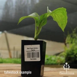 Bat Plant - Tacca 13 Bat Plant - Tacca -Foliage Flair Shop apo black bat tacca tubestock