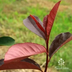 Photinia Black Jack -Foliage Flair Shop apo black jack photinia
