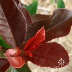 Photinia Black Jack -Foliage Flair Shop apo black jack photinia colour