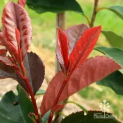 Photinia Black Jack -Foliage Flair Shop apo black jack photinia new shoot