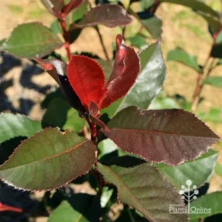Photinia Black Jack -Foliage Flair Shop apo black jack photinia winter