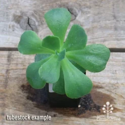 Echeveria Blue Curls - Succulent 11 Echeveria Blue Curls - Succulent -Foliage Flair Shop apo blue curls tubestock top