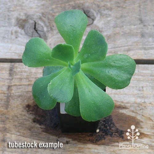 Echeveria Blue Curls - Succulent 6 Echeveria Blue Curls - Succulent - Image 6