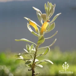 Eremophila Blue Horizon - Emu Bush -Foliage Flair Shop apo blue horizon eremophila flowers