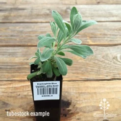 Eremophila Blue Horizon - Emu Bush -Foliage Flair Shop apo blue horizon eremophila tubestock